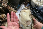 男子出海打捞上来的生蚝竟带商品标签，背后真相令人震惊！