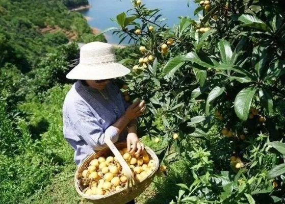游客私自采摘枇杷导致损害，保险公司如何进行理赔？