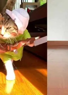 网红猫爷引领潮流，猫步模仿热潮席卷全国！