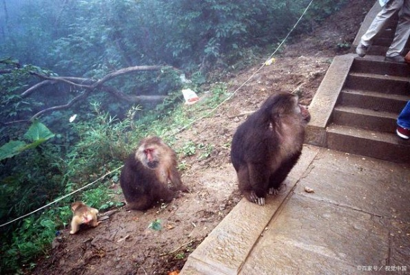 峨眉山猴子，吃饱喝足，悠闲下班回山中
