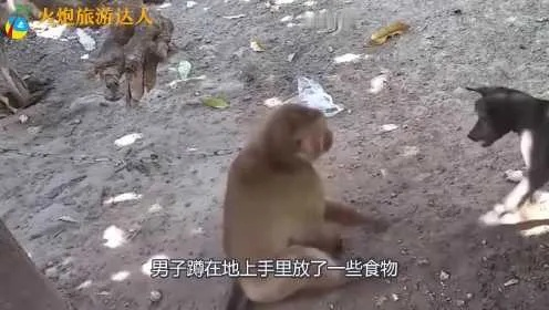 男子公园遭遇猴子霸道抢食，不仅食物被夺还挨了一巴掌，网友热议！