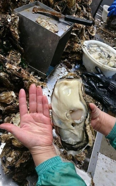 男子出海打捞上来的生蚝竟带商品标签，背后真相令人震惊！