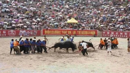 权威辟谣斗牛比赛现场冲突致人死亡？不实消息引发关注