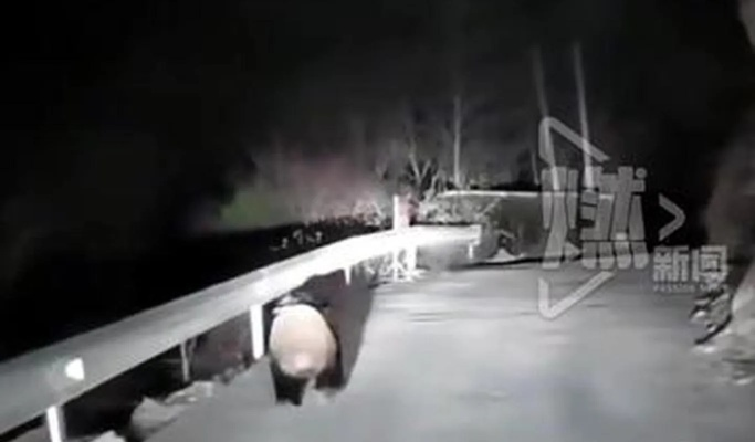 男子夜跑偶遇大熊猫，起初误以为是猪，惊险瞬间引发网友热议